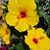 Cindy Van Meter Walker's profile image