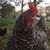 Sarah Tacheny's profile image