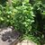 Maria Gomes's profile image