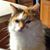 Karla Derenne's profile image