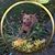 Anne Karpman's profile image