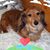 Shari Showalter's profile image