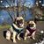 Linda Baley's profile image