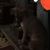 Joyce Crock's profile image