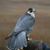 Aj Johnson CrazyFalconer's profile image
