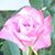 Jean Kluge's profile image