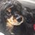 Deana Morris's profile image