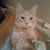 Michael Fraser Stagliano's profile image