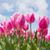 Deb Wall McCourt's profile image