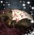 Lois Lottig Bandell-Stoner's profile image