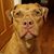 Joseph S. Cendrowski's profile image