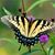 Nancy Greenblatt's profile image