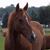 Krissy Soave's profile image