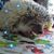 Teri Streeper's profile image