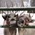 Shelly Russ Ragan's profile image