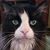 Bill Swanson's profile image