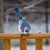 Sharon Robertson's profile image
