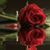 Linda Pike's profile image