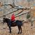 Sally Sarnelli's profile image