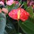 Oregon Floral Distributors's profile image