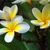 Karen Lovallo's profile image