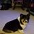 Luciann Graziano's profile image