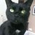 Aron Schur's profile image