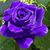 Karen Collins's profile image