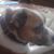 Mac Davis's profile image
