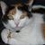 Andrew Fluss's profile image
