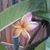 Yazmin Tabor's profile image