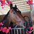 Sherri Mahan Wilson's profile image