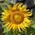 Laurie Willett Parsons's profile image