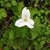 Felicity Pittman's profile image
