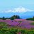 Susan Savely's profile image