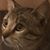 Deborah Davenport's profile image