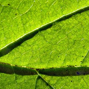 greatoutdoors's profile image