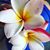 Svetlana Galina Chavarria's profile image