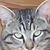 Bob E. Kat's profile image