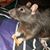 Mandy Hilditch Warner's profile image