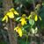 Julie Brawner's profile image