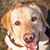 Kristen A. Uitenham's profile image