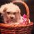 Jean Seitz's profile image