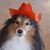 Sharon K. Tansom's profile image