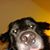 Thom Hodgson's profile image