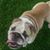Shelley Garofalo-Sahm's profile image