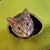 Ilse N Toby Shopcat's profile image