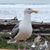 Denise M Francis's profile image