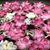 Amrita Rashmi's profile image