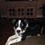Sue Bishop's profile image